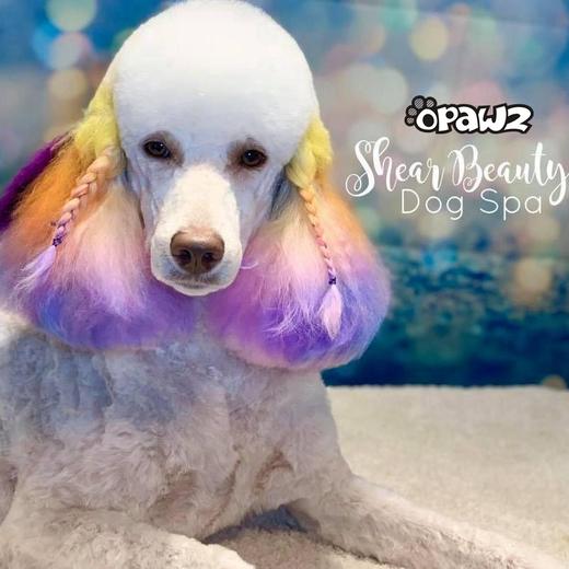 半持久宠物染色剂-橙色Pumpkin Orange OPAWZ小爪印 商品图7