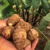 山东奶油小芋头，个头饱满，营养丰富，肉质细腻绵甜 商品缩略图6