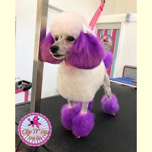 半持久宠物染色剂-紫色Dahlia Purple OPAWZ小爪印 商品图11