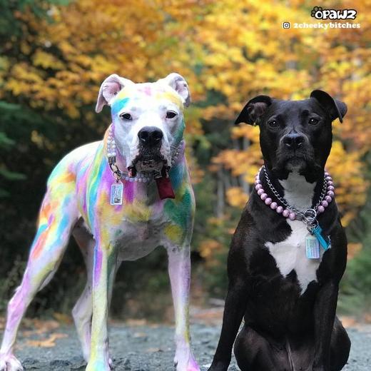 半持久宠物染色剂套装+稀释膏 OPAWZ小爪印 商品图8