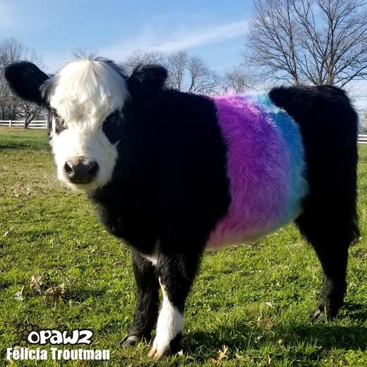 半持久宠物染色剂套装+稀释膏 OPAWZ小爪印 商品图12