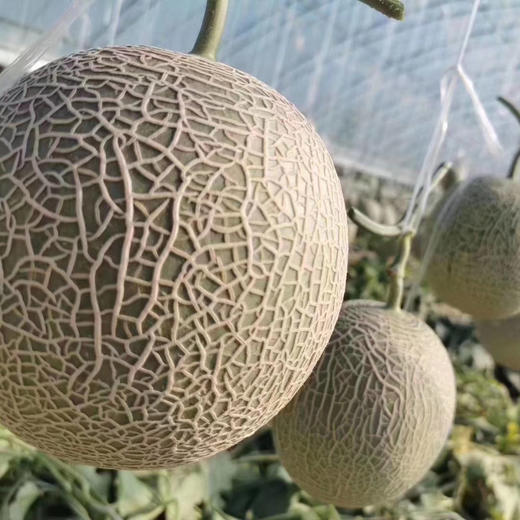 〔上海直发包邮06〕玫珑瓜 / 牛三瓜 商品图1