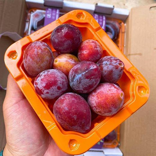【法兰西西梅】纯甜  品质卓越 商品图2