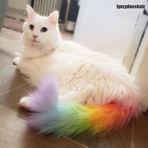 半持久宠物染色剂-橙色Pumpkin Orange OPAWZ小爪印 商品图9