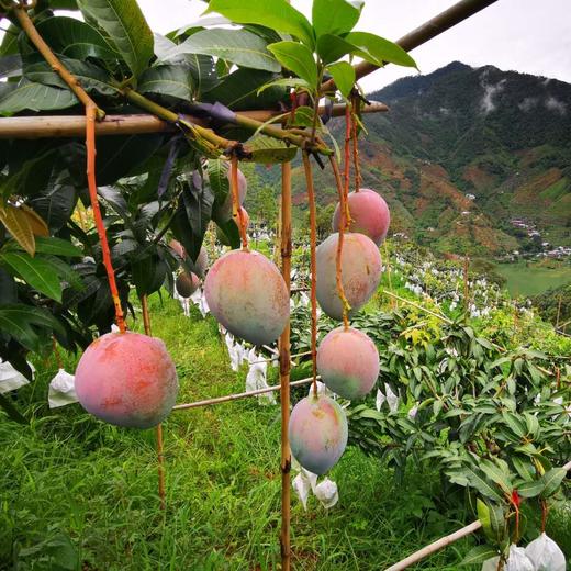 生态芒果干（攀枝花） | 合作生产 *Eco- Dry Keitt mango | Coproduction 商品图4