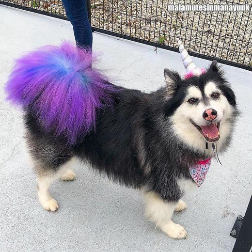 半持久宠物染色剂-紫色Dahlia Purple OPAWZ小爪印 商品图7