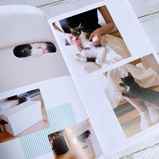 猫科专家教你养猫 新猫养护指南 新手养猫手册 商品图6