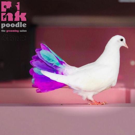 半持久宠物染色剂套装+稀释膏 OPAWZ小爪印 商品图10