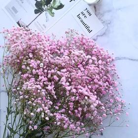 配花-国产满天星-粉色