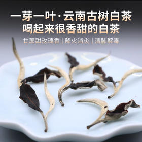 【2025白牡丹】牡丹王级-白牡丹中最高的等级