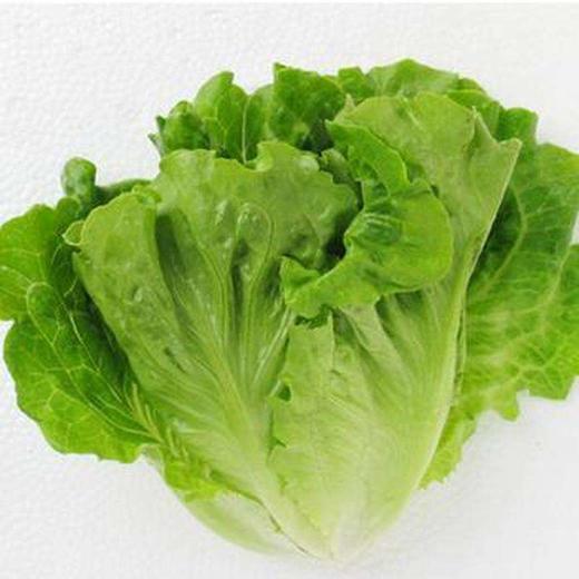 叶生菜 商品图0