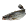 鲈鱼 商品缩略图0