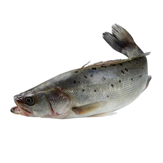 鲈鱼 商品图0