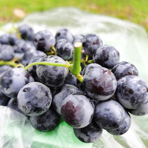 新疆蓝莓葡萄3斤箱脆甜多汁