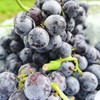 【新疆蓝莓葡萄】3斤/箱，脆甜多汁 商品缩略图1