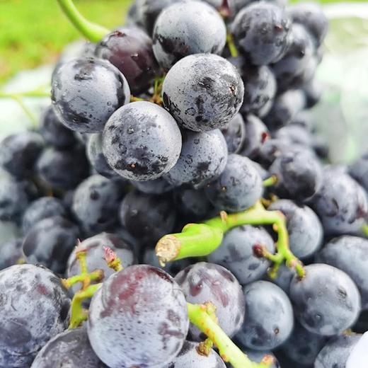 【新疆蓝莓葡萄】3斤/箱，脆甜多汁 商品图1