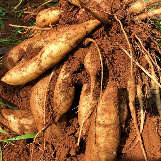 天山雪莲果 新鲜脆爽 清甜多汁 晶莹剔透 口齿留香 5斤装/9斤装