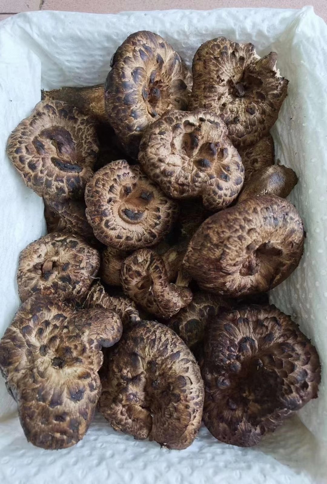 野生新鲜黑虎掌菌2斤 全国顺丰包邮