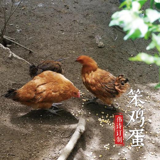伟诗订制 | 笨鸡蛋  【现捡鸡蛋，付款后农场7天内发货】 商品图2