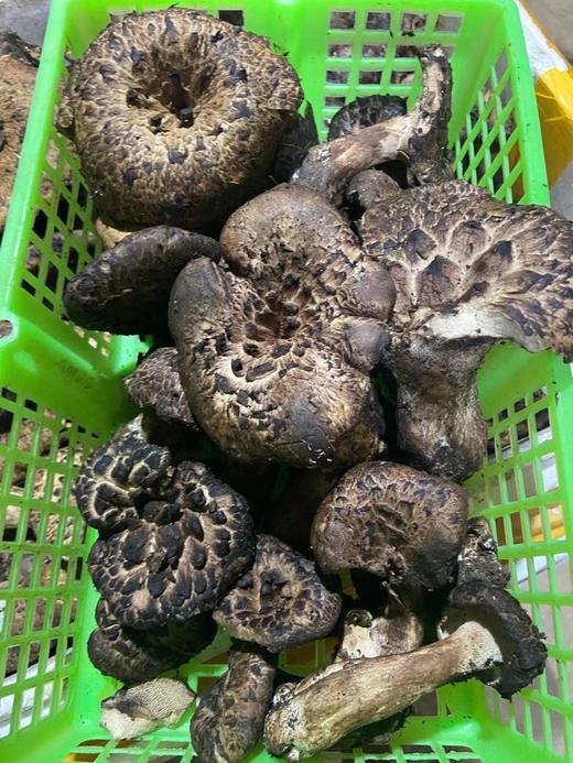 野生新鲜黑虎掌菌2斤 全国顺丰包邮