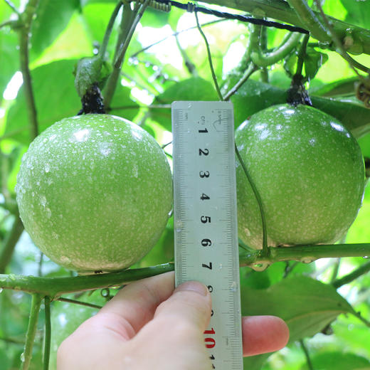 【福建·漳州】钦蜜9号黄金百香果  黄皮台农西番莲鸡蛋果新鲜热带水果 送开果器 商品图7