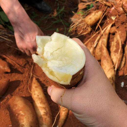 【云南雪莲果】新鲜现挖清甜脆爽多汁应季水果 商品图5