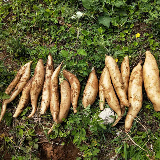 【云南·天山】天山雪莲果 新鲜水果当季 清甜细长 红泥沙雪连果 5斤/9斤装 商品图2