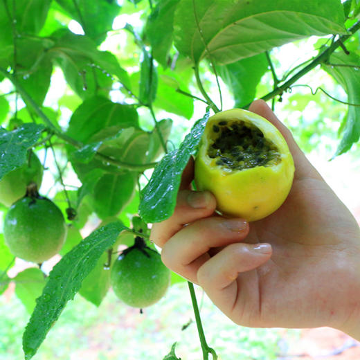 【福建·漳州】钦蜜9号黄金百香果  黄皮台农西番莲鸡蛋果新鲜热带水果 送开果器 商品图8