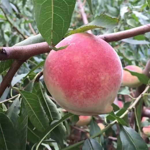 【深州水蜜桃.桃王】6头/箱/约4.2斤，精品大果 商品图3