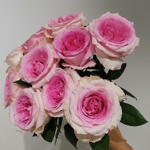 肯尼亚玫瑰曼德拉进口洛神10支