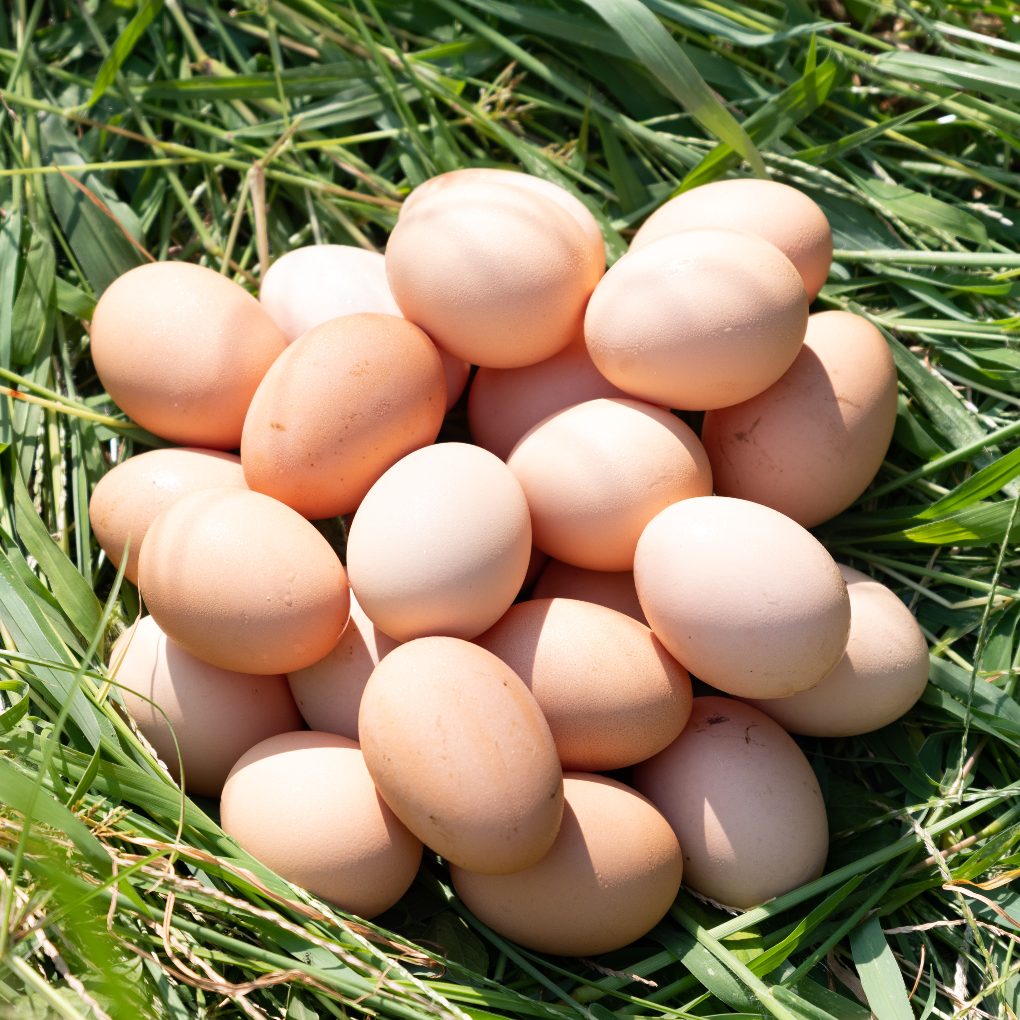 鸡蛋
Free-range Eggs