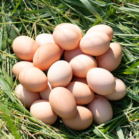 鸡蛋
Free-range Eggs