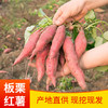 【质农推荐】现挖现发 新鲜板栗粉糯红薯5斤装 商品缩略图1