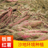 【质农推荐】现挖现发 新鲜板栗粉糯红薯5斤装 商品缩略图3