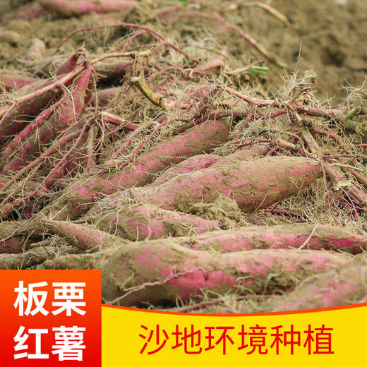 【质农推荐】现挖现发 新鲜板栗粉糯红薯5斤装 商品图3