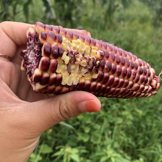 山东暹罗红宝石水果玉米可以生吃的红色玉米新鲜采摘清香甜脆