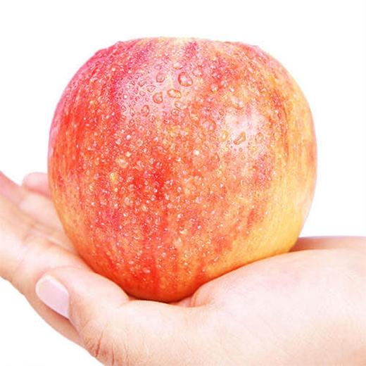 邀您品鉴【深州美8脆甜苹果】12头/箱，约5斤 .脆甜可口，皮薄肉厚 商品图0