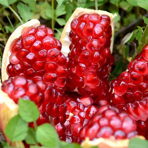 【突尼斯软籽石榴】2头/6头，入口爆汁、纯甜 商品图0