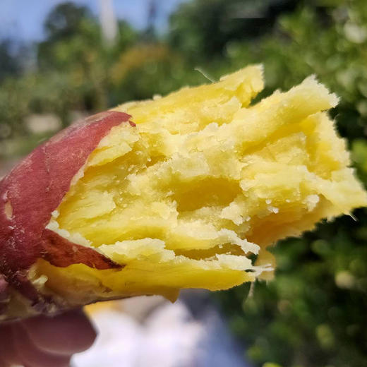 【陕西·临潼】2024新果 板栗蜜薯 蒸红薯 5斤/9斤装  新鲜甜糯红薯地瓜包邮 商品图2