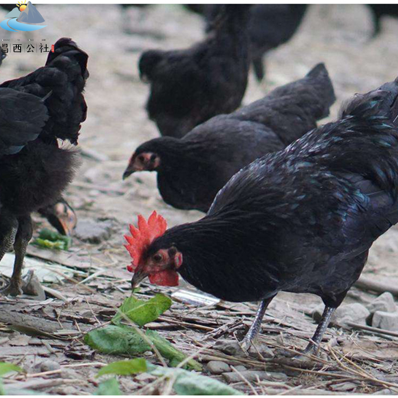 竹林黑羽土鸡放养2年炖汤滋补佳品顺丰包邮浙江省示范农场直供