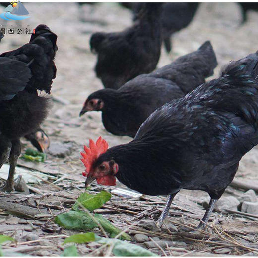 竹林黑羽土鸡放养2年炖汤滋补佳品顺丰包邮浙江省示范农场直供 商品图0