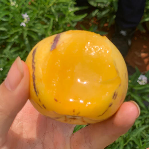 【云南·石林】新下黄肉清甜圆人参果 树上熟人参果 新鲜当季水果 商品图4