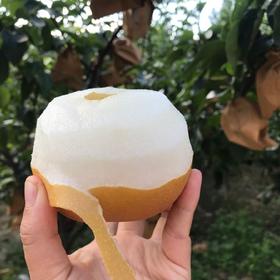 正宗山东秋月梨 肉脆多汁   4.5-7斤装