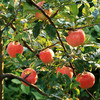 有机早熟苹果 | 合作生产 *Organic precocious apple | Partner Production 商品缩略图3