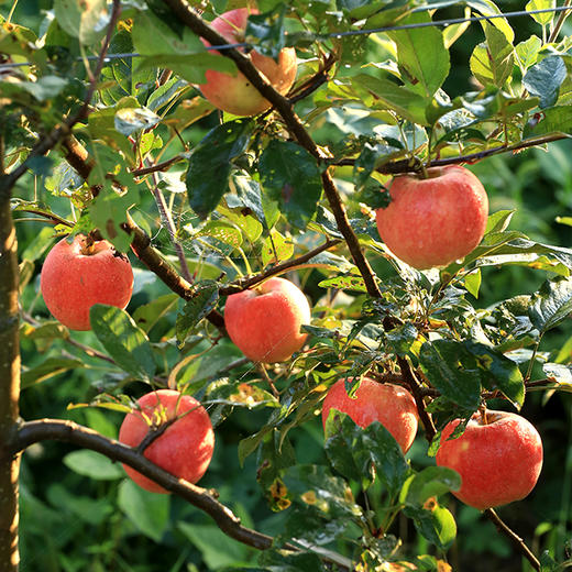 有机早熟苹果 | 合作生产 *Organic precocious apple | Partner Production 商品图3