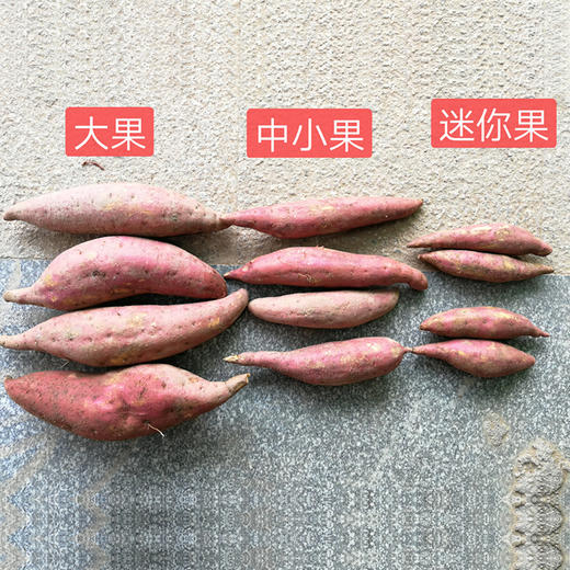 正宗福建六鳌红薯 新鲜现挖香甜沙地蜜番薯红苕地瓜 3斤/5斤/9斤装 商品图7