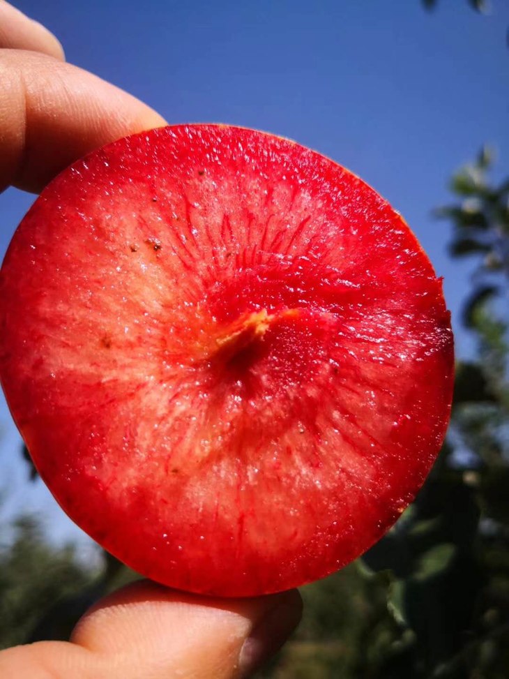 哈尔滨同城配送新疆阿克苏恐龙蛋杏李4斤100g装香甜多汁纤维少