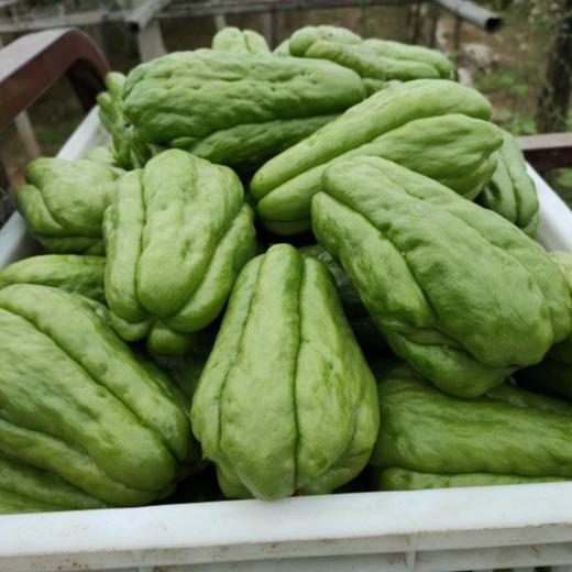 山东佛手瓜45斤装新鲜现摘洋瓜捧瓜农家蔬菜清脆可口