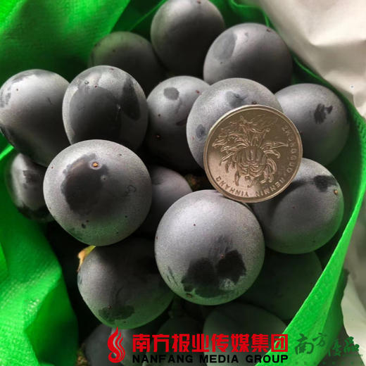 【珠三角包邮】辽宁巨峰葡萄 5斤±50g/框（次日到货） 商品图0