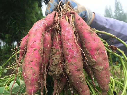 临安本地小番薯10斤 商品图0